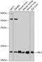 Ubiquitin Like 3 antibody, GTX65591, GeneTex, Western Blot image 