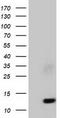 Follicle Stimulating Hormone Subunit Beta antibody, LS-C115566, Lifespan Biosciences, Western Blot image 