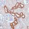 Platelet Derived Growth Factor Receptor Beta antibody, GTX32777, GeneTex, Immunohistochemistry paraffin image 