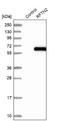 Raftlin Family Member 2 antibody, NBP1-86807, Novus Biologicals, Western Blot image 