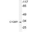 Complement C1q Binding Protein antibody, LS-C177816, Lifespan Biosciences, Western Blot image 