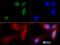 Zinc Finger Protein 521 antibody, NBP1-91270, Novus Biologicals, Immunofluorescence image 