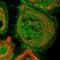 TRAF-Type Zinc Finger Domain Containing 1 antibody, NBP1-81874, Novus Biologicals, Immunofluorescence image 