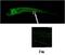 CYP3C1 antibody, NBP2-50210, Novus Biologicals, Immunohistochemistry frozen image 