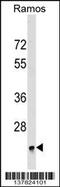 BRI3 Binding Protein antibody, 59-524, ProSci, Western Blot image 