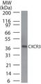 C-X-C Motif Chemokine Receptor 3 antibody, PA5-23104, Invitrogen Antibodies, Western Blot image 