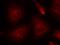 Protein Tyrosine Phosphatase Non-Receptor Type 11 antibody, GTX50624, GeneTex, Immunofluorescence image 