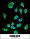 Growth Differentiation Factor 15 antibody, 56-032, ProSci, Immunofluorescence image 