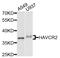 Hepatitis A Virus Cellular Receptor 2 antibody, A2516, ABclonal Technology, Western Blot image 