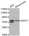 DEAD-Box Helicase 17 antibody, LS-C334417, Lifespan Biosciences, Western Blot image 