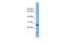 Trafficking Protein Particle Complex 4 antibody, PA5-44630, Invitrogen Antibodies, Western Blot image 