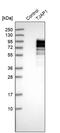 Tight Junction Associated Protein 1 antibody, PA5-56377, Invitrogen Antibodies, Western Blot image 