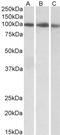 Signal Transducer And Activator Of Transcription 5A antibody, LS-C205070, Lifespan Biosciences, Western Blot image 