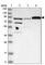 Spermatogenesis Associated 20 antibody, HPA027144, Atlas Antibodies, Western Blot image 