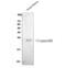 Interleukin-18 antibody, RP1017, Boster Biological Technology, Western Blot image 