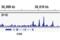 NR5A1 antibody, 12800S, Cell Signaling Technology, Chromatin Immunoprecipitation image 