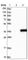 IQ Motif Containing K antibody, HPA026792, Atlas Antibodies, Western Blot image 