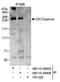 Capicua Transcriptional Repressor antibody, NB110-59905, Novus Biologicals, Western Blot image 