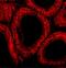 BCL2 Like 14 antibody, A09347, Boster Biological Technology, Immunofluorescence image 