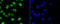 Histone Cluster 3 H3 antibody, STJ112985, St John