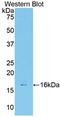 Galectin 7B antibody, MBS2003101, MyBioSource, Western Blot image 