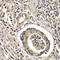 Arrestin Beta 2 antibody, 14-883, ProSci, Immunohistochemistry frozen image 