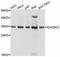Exosome Component 3 antibody, abx125831, Abbexa, Western Blot image 