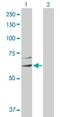 Argonaute RISC Catalytic Component 3 antibody, H00192669-D01P, Novus Biologicals, Western Blot image 