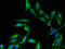 hPLD1 antibody, orb51538, Biorbyt, Immunofluorescence image 