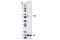 Phosphatase And Tensin Homolog antibody, 5384S, Cell Signaling Technology, Western Blot image 