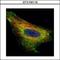 HIV-1 Tat Interactive Protein 2 antibody, LS-B10900, Lifespan Biosciences, Immunofluorescence image 