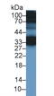 Cellular Repressor Of E1A Stimulated Genes 1 antibody, MBS2027311, MyBioSource, Western Blot image 