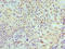 Minichromosome Maintenance Complex Component 7 antibody, LS-C376109, Lifespan Biosciences, Immunohistochemistry paraffin image 