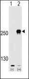 Mechanistic Target Of Rapamycin Kinase antibody, TA302216, Origene, Western Blot image 