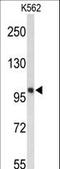 Heat Shock Protein Family H (Hsp110) Member 1 antibody, LS-C165077, Lifespan Biosciences, Western Blot image 