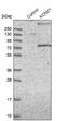 Potassium Voltage-Gated Channel Subfamily D Member 1 antibody, NBP1-81336, Novus Biologicals, Western Blot image 