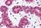 BCL10 Immune Signaling Adaptor antibody, MBS240966, MyBioSource, Immunohistochemistry paraffin image 