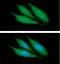 Keratin 14 antibody, GTX57611, GeneTex, Immunofluorescence image 