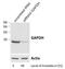 GAPDH antibody, MBS420177, MyBioSource, Western Blot image 