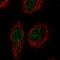 RELT TNF Receptor antibody, HPA071518, Atlas Antibodies, Immunofluorescence image 