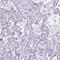 Cilia And Flagella Associated Protein 52 antibody, NBP1-81947, Novus Biologicals, Immunohistochemistry paraffin image 