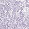 WD repeat-containing protein 16 antibody, NBP1-81947, Novus Biologicals, Immunohistochemistry paraffin image 