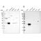 BCL2 Associated Athanogene 2 antibody, NBP2-48541, Novus Biologicals, Western Blot image 