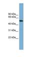 Transmembrane Serine Protease 4 antibody, orb330586, Biorbyt, Western Blot image 