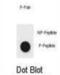 Cyclin-dependent kinase inhibitor 2A, isoforms 1/2/3 antibody, abx032203, Abbexa, Dot Blot image 