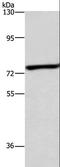ATP Binding Cassette Subfamily B Member 8 antibody, LS-C403802, Lifespan Biosciences, Western Blot image 