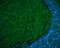 Glutamate Decarboxylase 1 antibody, PA5-21397, Invitrogen Antibodies, Immunohistochemistry paraffin image 