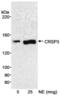 Mediator of RNA polymerase II transcription subunit 23 antibody, NB200-339, Novus Biologicals, Western Blot image 