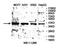 TARBP2 Subunit Of RISC Loading Complex antibody, orb78406, Biorbyt, Western Blot image 