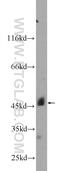 GDNF Family Receptor Alpha 3 antibody, 25379-1-AP, Proteintech Group, Western Blot image 